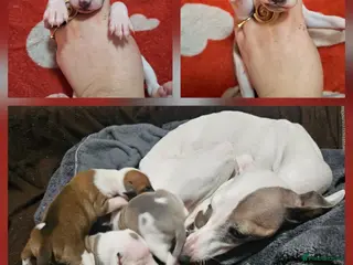 Italian Greyhound dogs Beautiful Italian Greyhound Puppies KC Registered - Advert 1