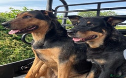 Huntaway dogs for sale: CHUNKY HUNTAWAY PUPPIES FOR SALE  - Image 2