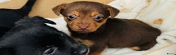 Patterjack dogs for sale: Beautiful patterjack puppies  - Advert 9