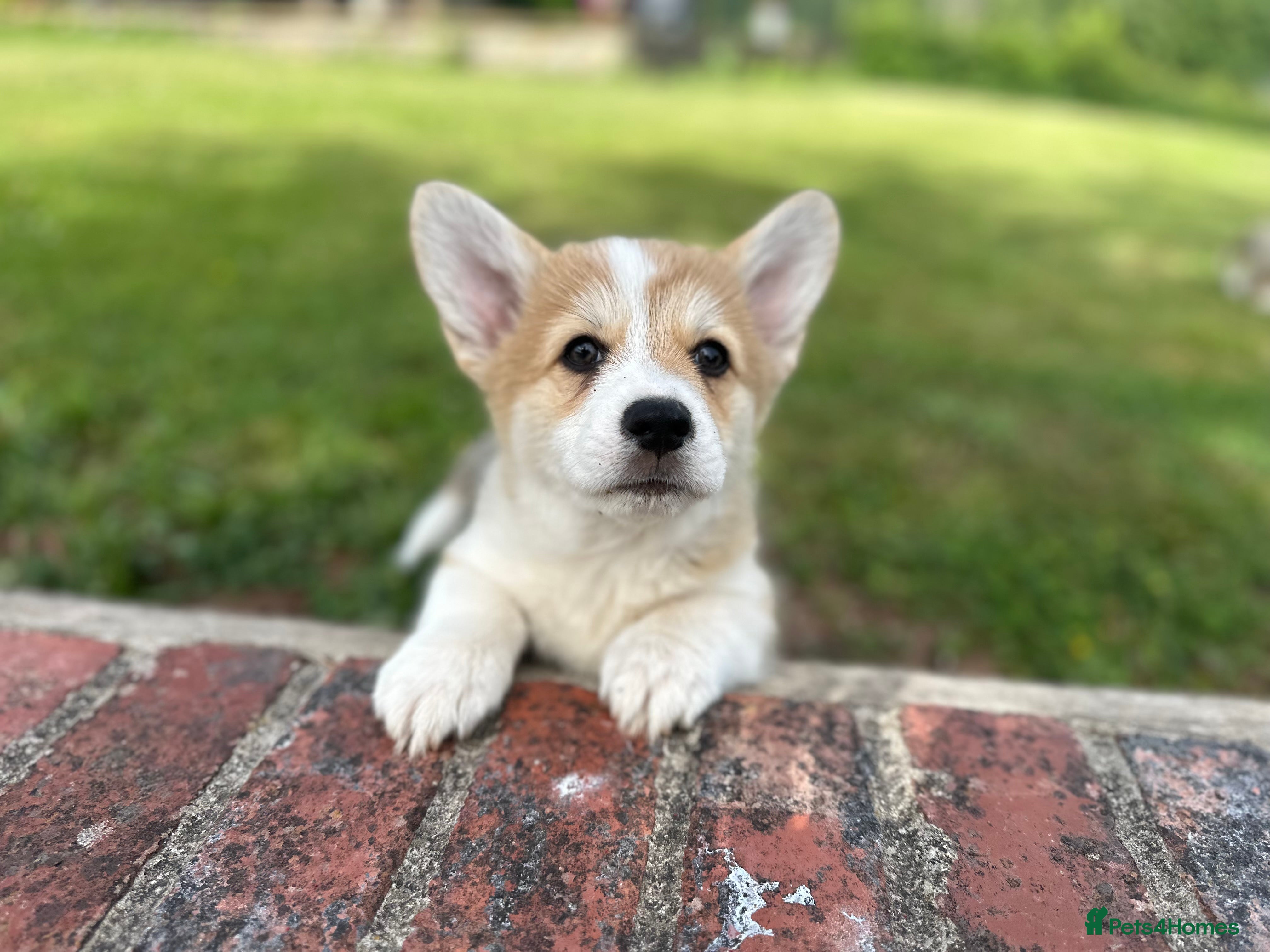 Welsh Corgi Pembroke dogs Pedigree Pembrokeshire Welsh Corgi Puppies - Advert 2