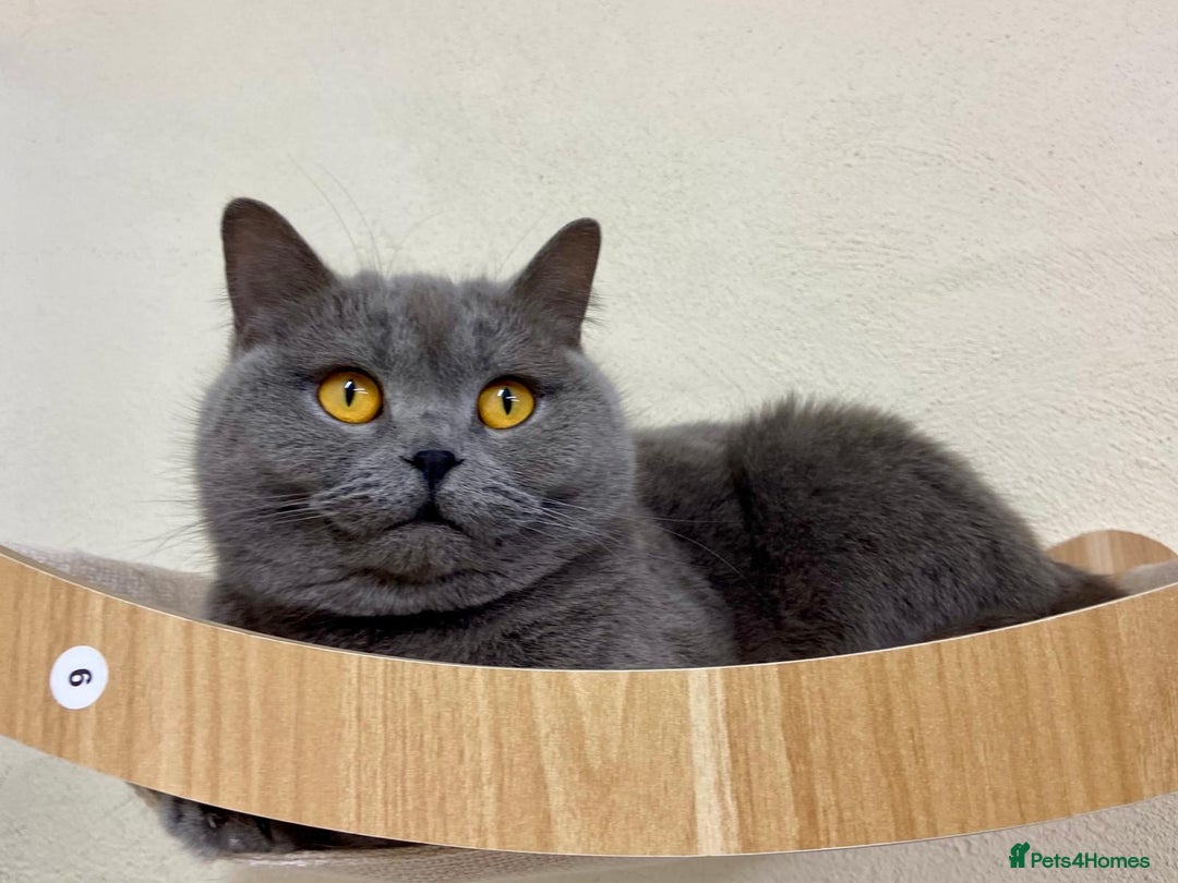 British Shorthair cats for sale: BLUE BSH GIRL LOOKING FOREVER HOME!!! 🐾😻 - Advert 1