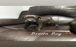 Mixed Breed dogs for sale: Doberman X XL Bully  - Image 21