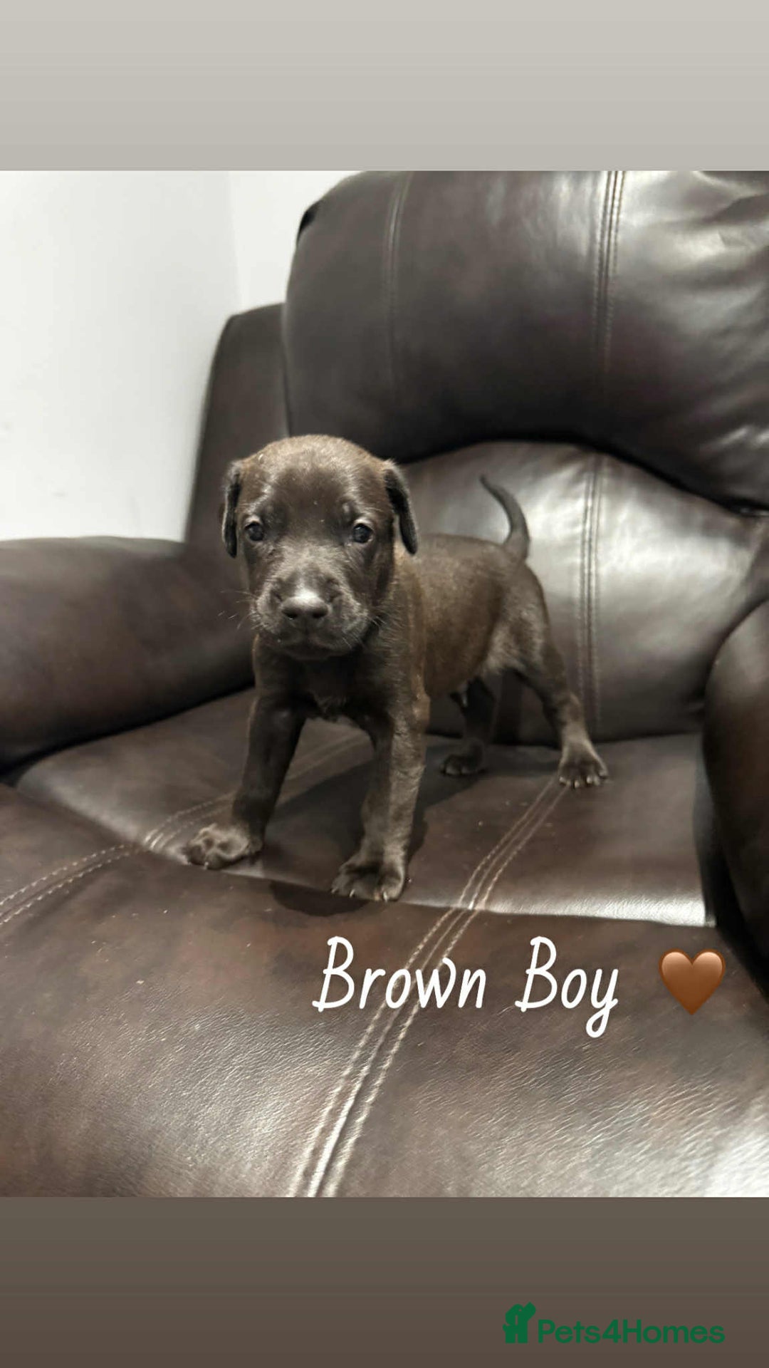 Mixed Breed dogs for sale: Doberman X XL Bully  - Image 21