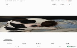 English Springer Spaniel dogs for sale: 2 beautiful English springer spaniel puppies  - Image 3