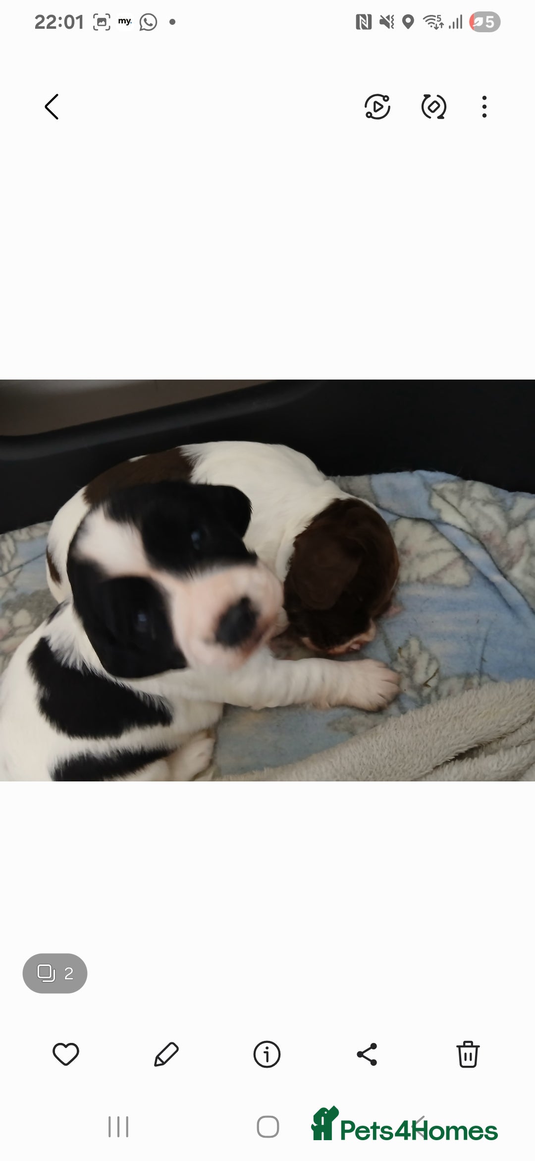 English Springer Spaniel dogs for sale: 2 beautiful English springer spaniel puppies  - Image 3