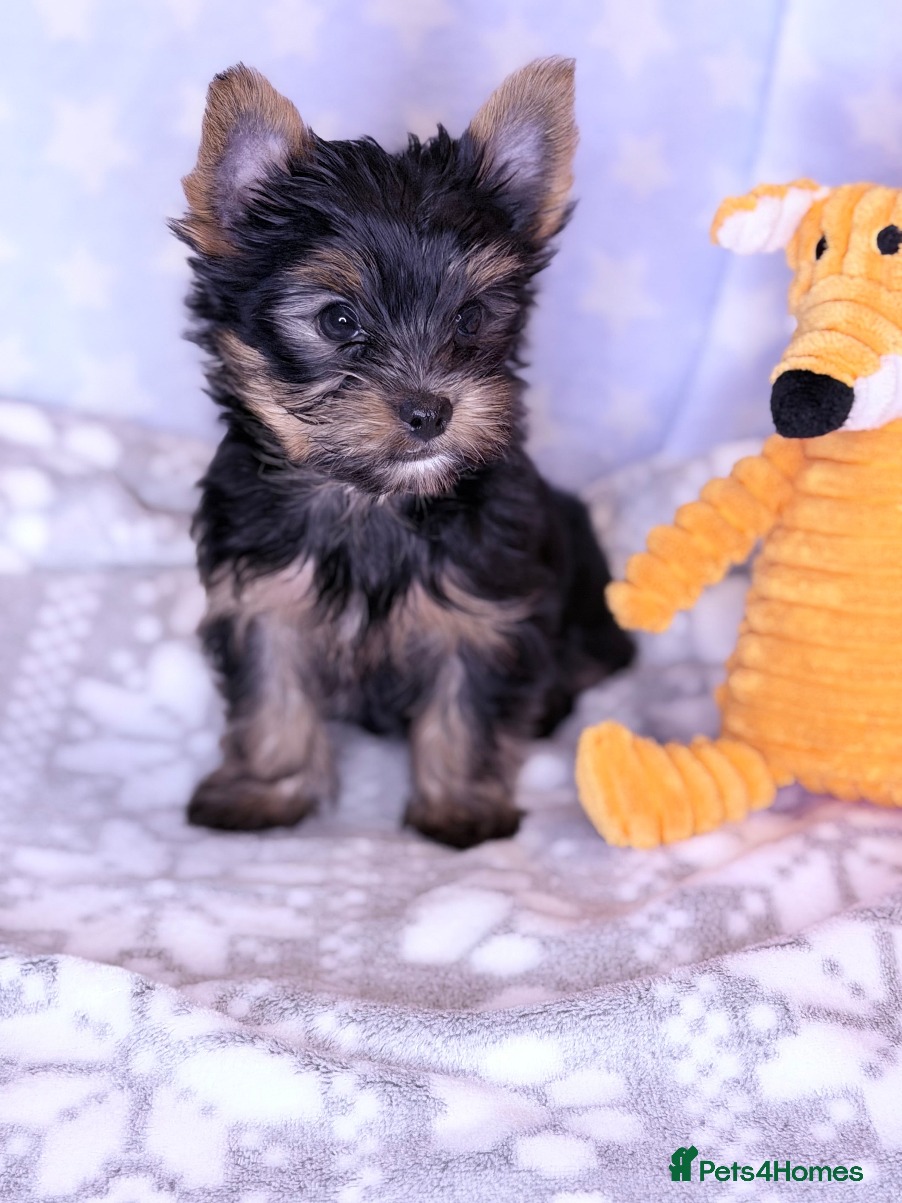 Yorkshire Terrier dogs Ready Now Last Small Boy Yorkshire Terrier  - Advert 1