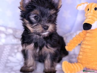 Yorkshire Terrier dogs Ready Now Last Small Boy Yorkshire Terrier - Advert 4