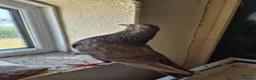Pigeons birds for sale: 8 pigeons gaditanos for sale in Norwich - Advert 7
