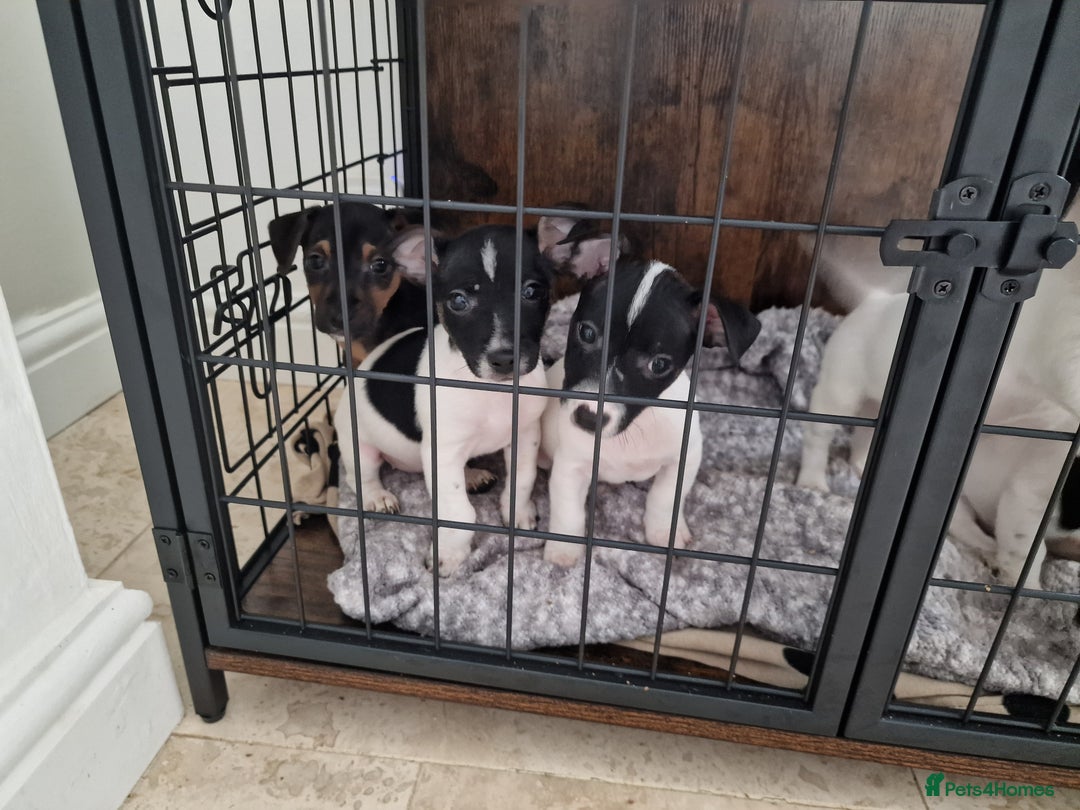 Jack Russell dogs for sale: Jack Russel Terriers 3 Generations Bloodline - Image 4