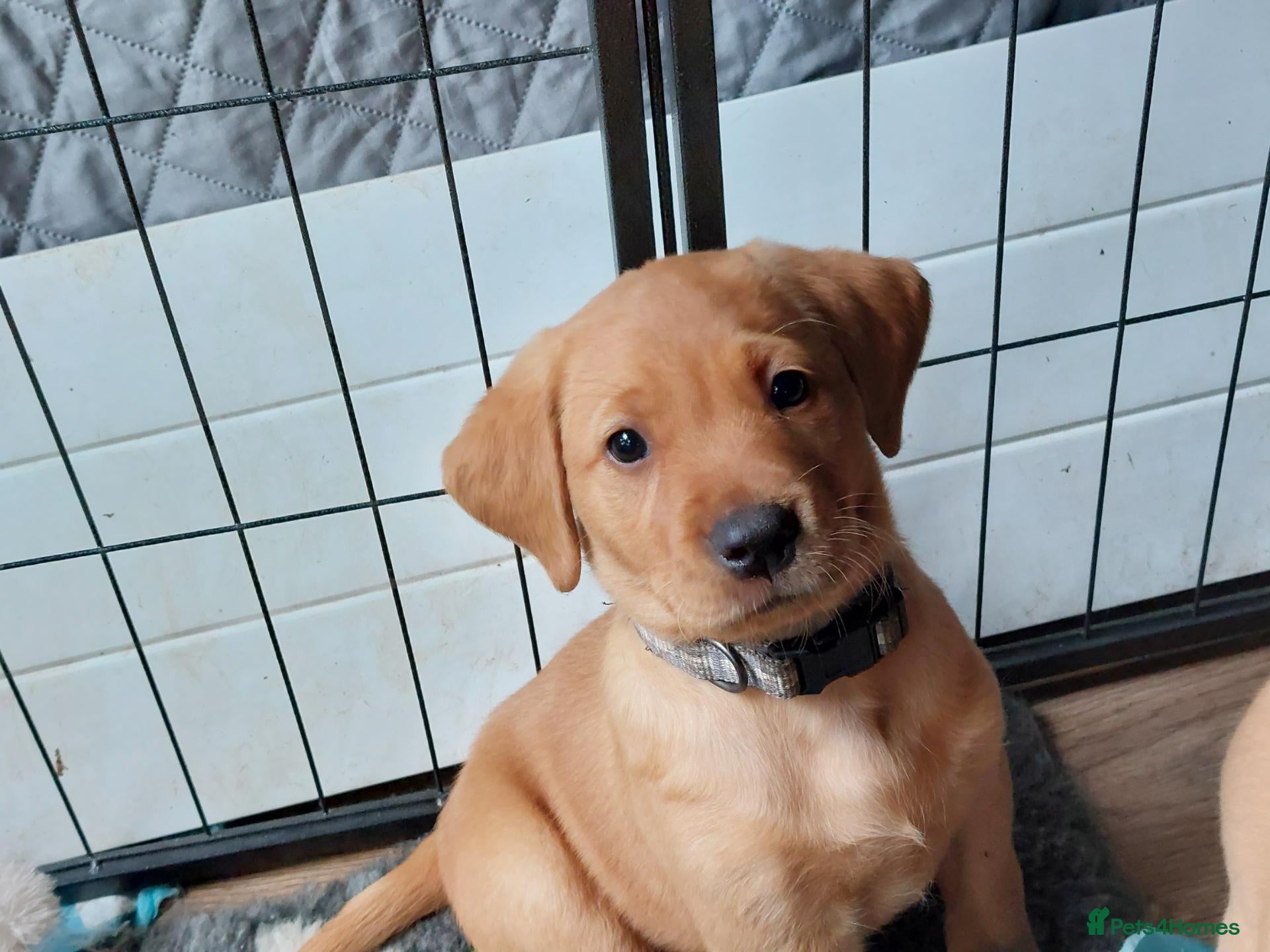 Labrador Retriever dogs 2 beautiful lab pups  - Advert 1