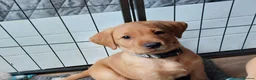 Labrador Retriever dogs for sale: 2 beautiful lab pups  in Midhurst - Advert 1