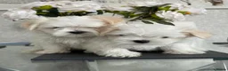 Maltese dogs for sale: 2 male Maltese puppies READY NOW 9weeks old  - Advert 6