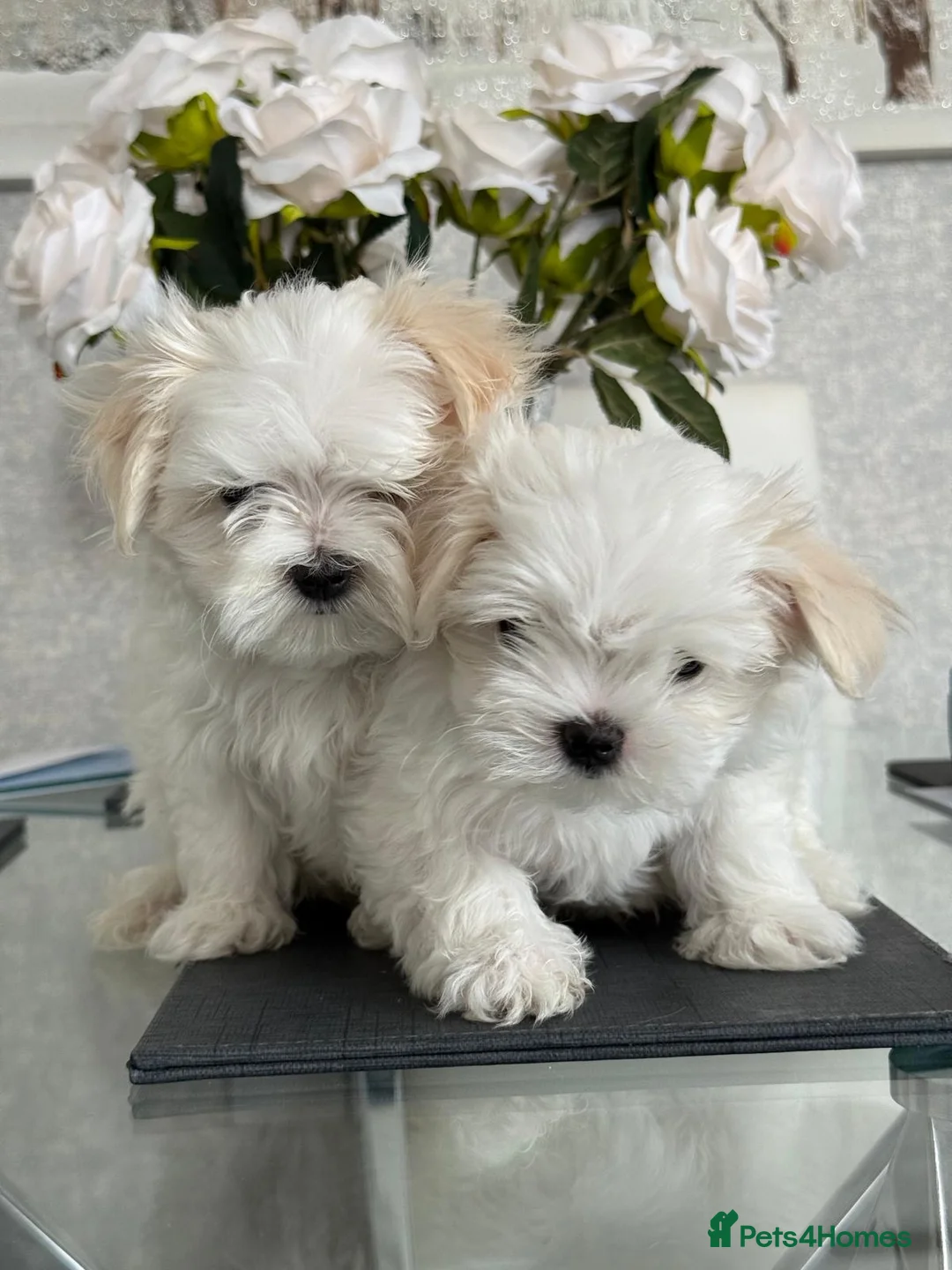 Maltese dogs for sale: 2 male Maltese puppies READY NOW 9weeks old  - Advert 6