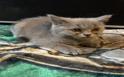 Scottish Fold cats for sale: Scottish fold kittens - Image 10