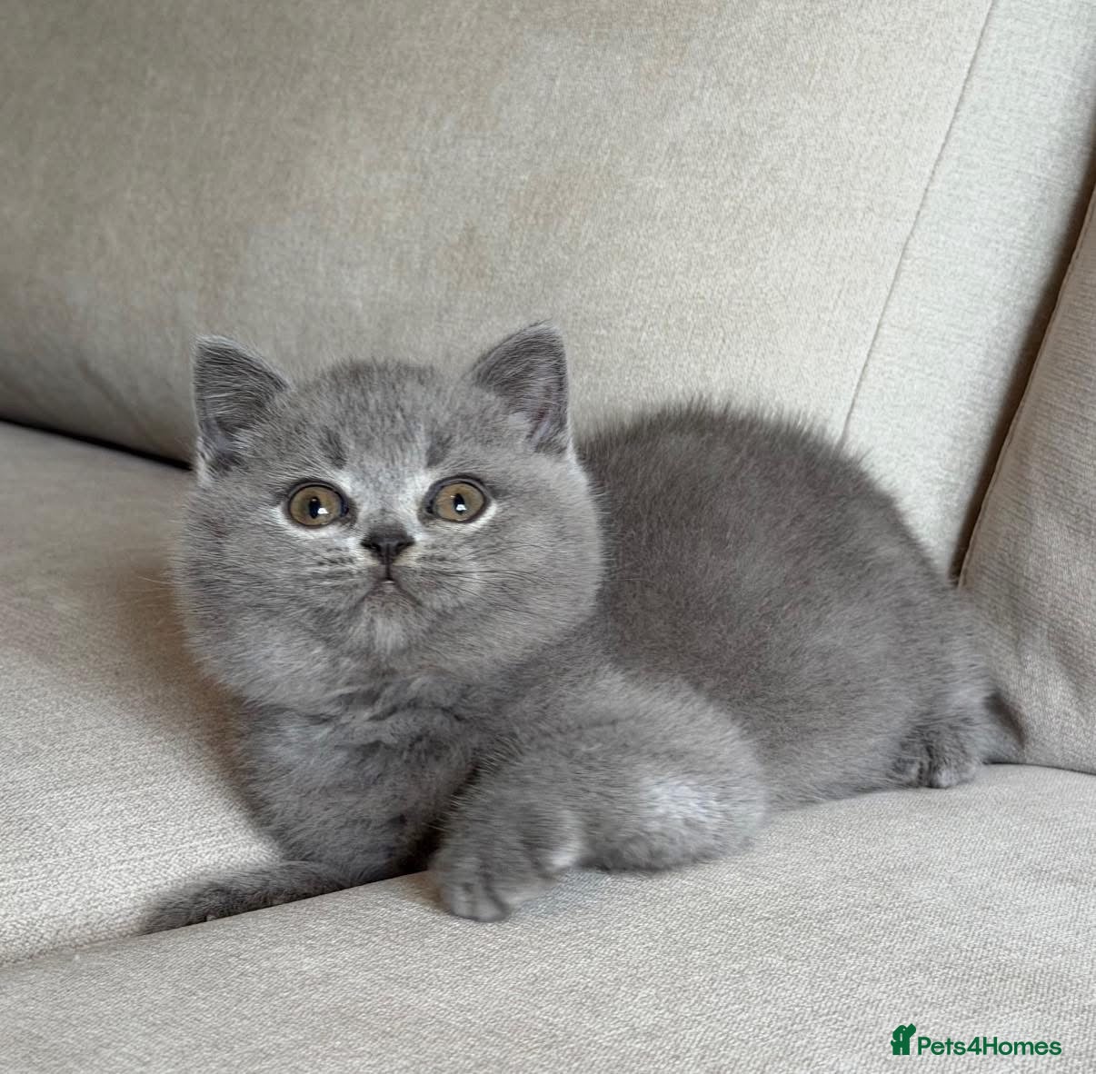 British Shorthair cats for sale: ✨ GCCF BEAUTIFUL KITTENS ✨ - Advert 12