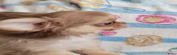 Chihuahua dogs for sale: Beautiful long haired chihuahua puppies - Advert 6