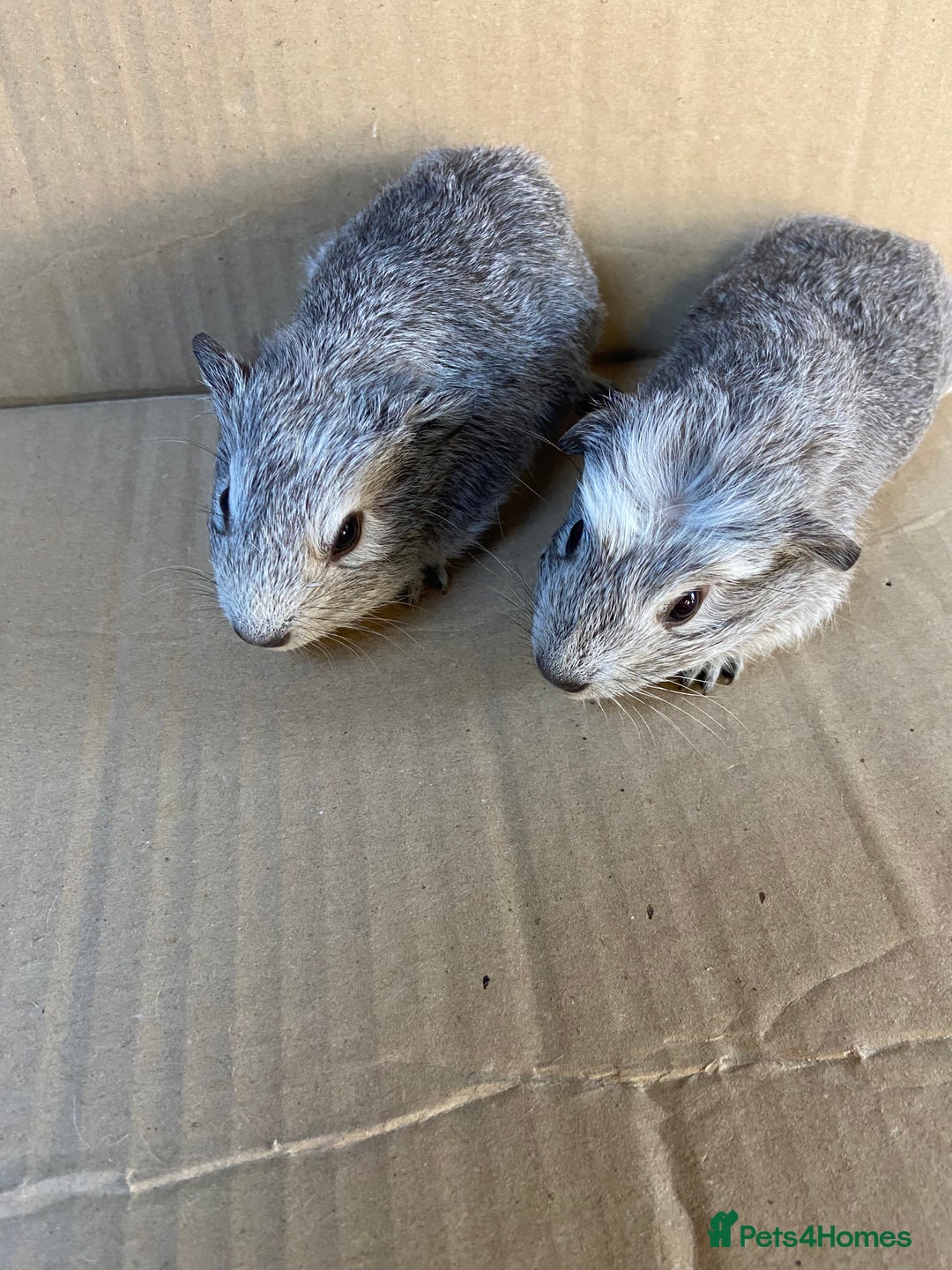 Guinea Pig rodents for sale: Baby Female Guinea Pigs  - Image 6