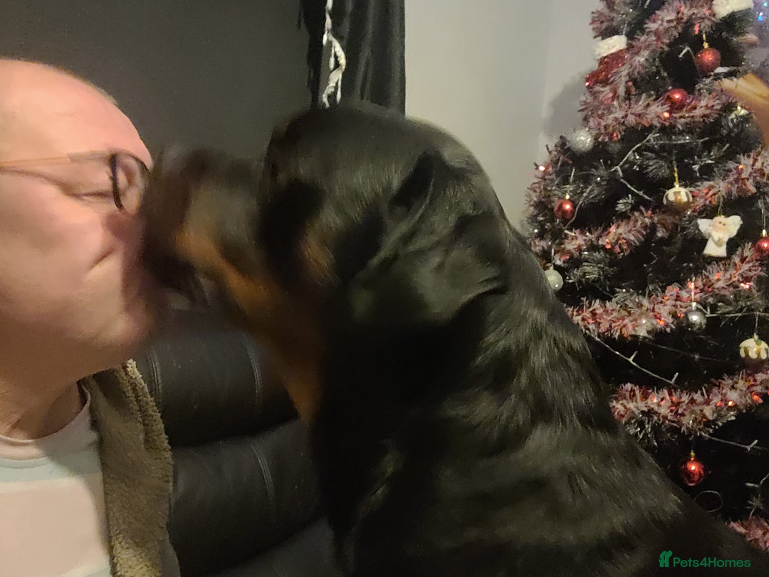 Rottweiler dogs for stud: Pedigree German Champion Bloodline - Advert 2