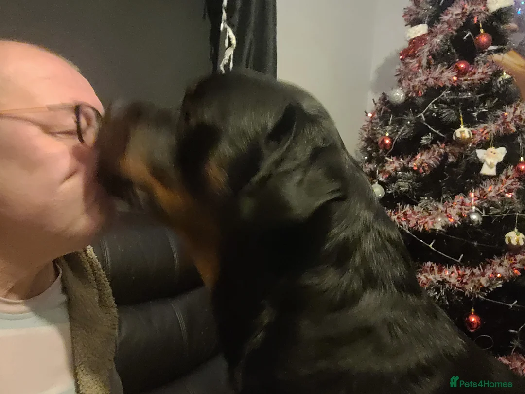 Rottweiler dogs for stud: Pedigree German Champion Bloodline - Advert 2