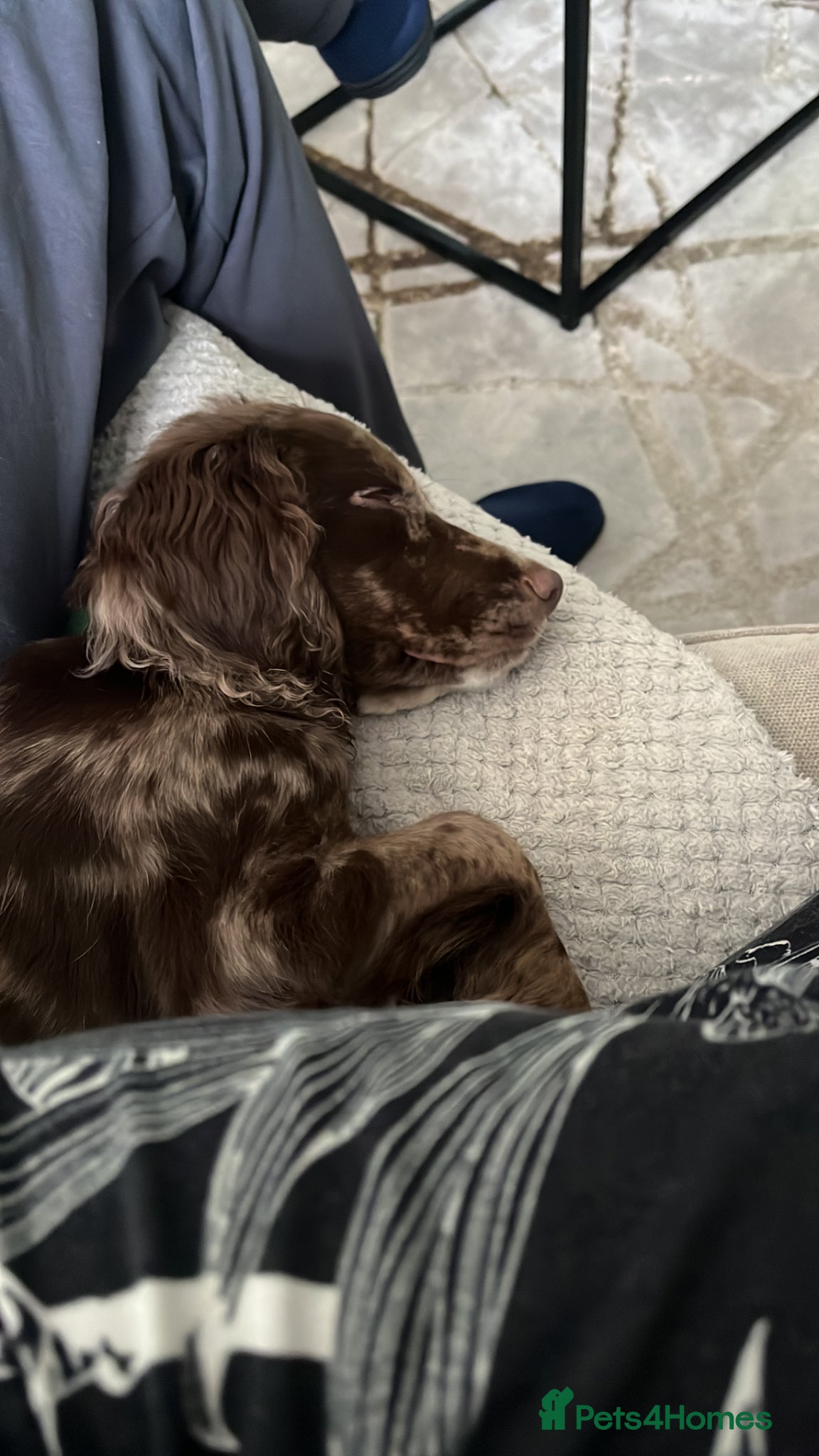 Cocker Spaniel dogs for sale: Merle working cocker spaniel puppy  in Burnley - Advert 7