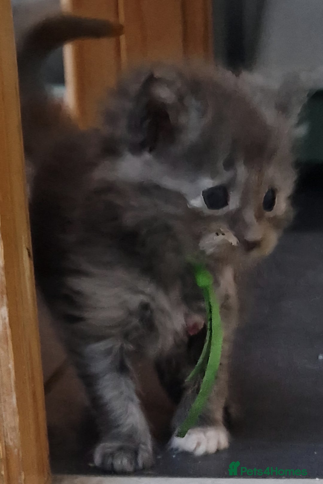 Maine Coon cats for sale: Beautiful Fluffy Maine Coon Kittens - Image 12