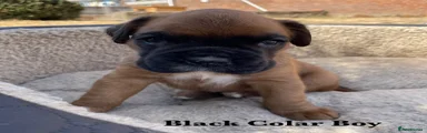 Boxer 5 Black Colar Boy