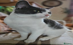 Domestic Shorthair cats for sale: 5 female Tabby Kittens - Image 2