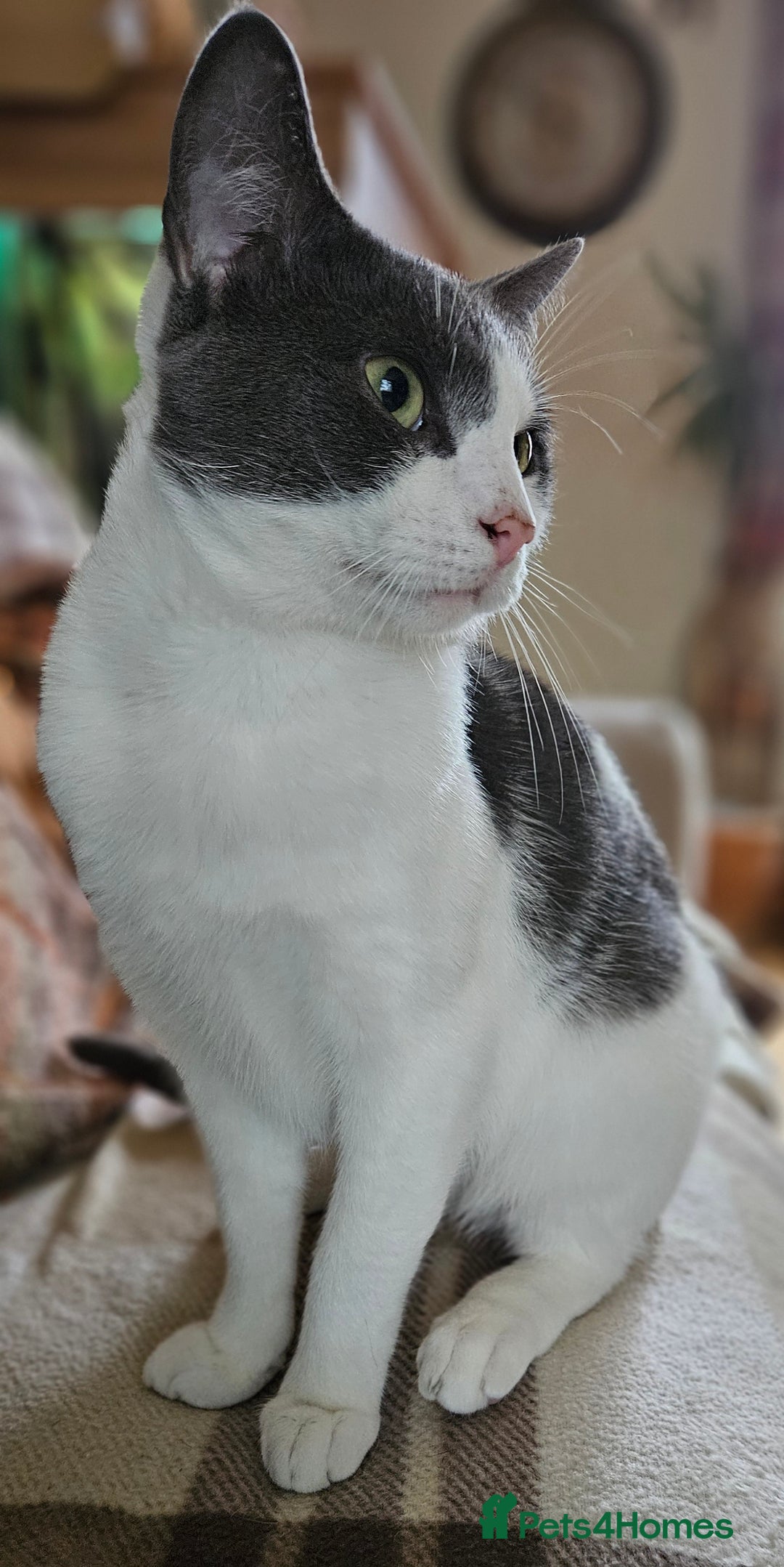 Domestic Shorthair cats for sale: 5 female Tabby Kittens - Image 2