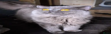British Longhair 1