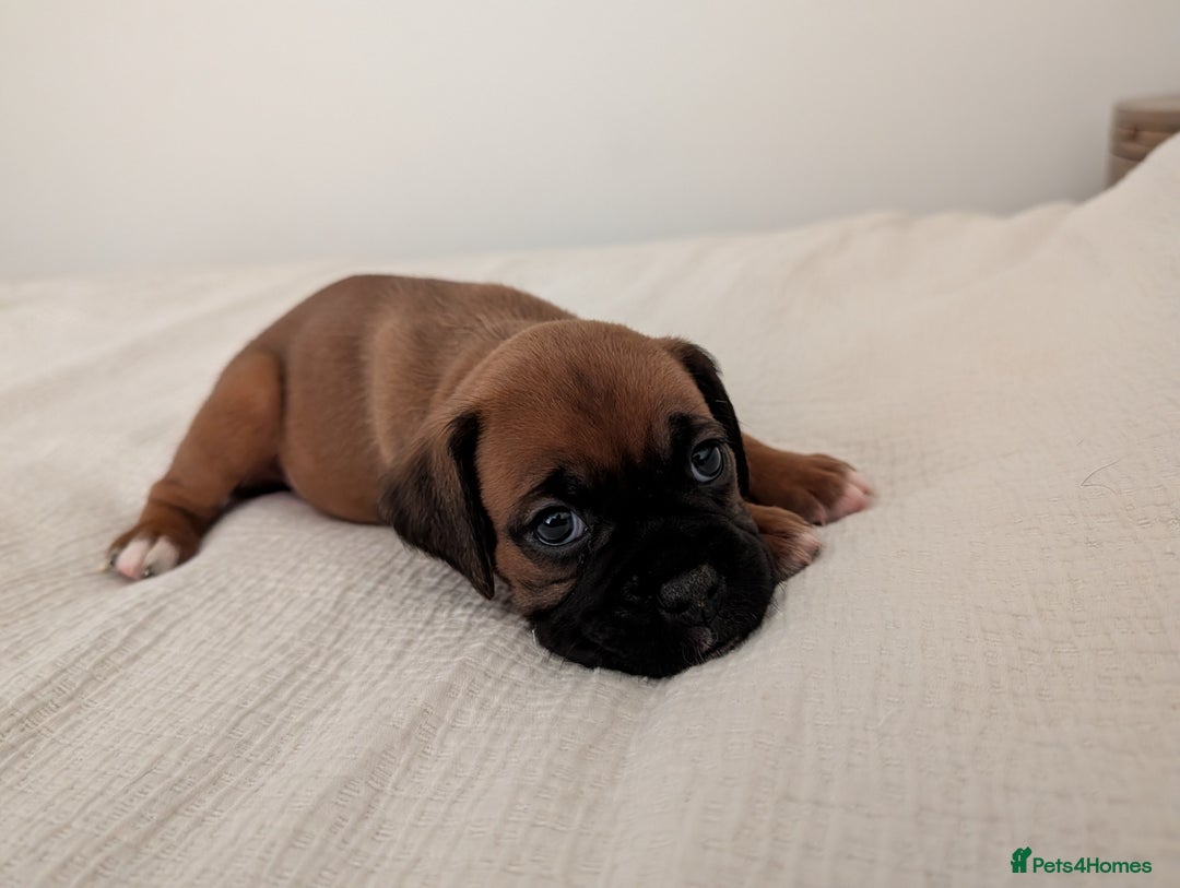 Boxer dogs for sale: Beautiful black mask bobtail/tailed boxer puppies  - Advert 20