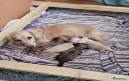 Miniature Dachshund dogs for sale: Beautiful kc long haired mini sausages - Image 13