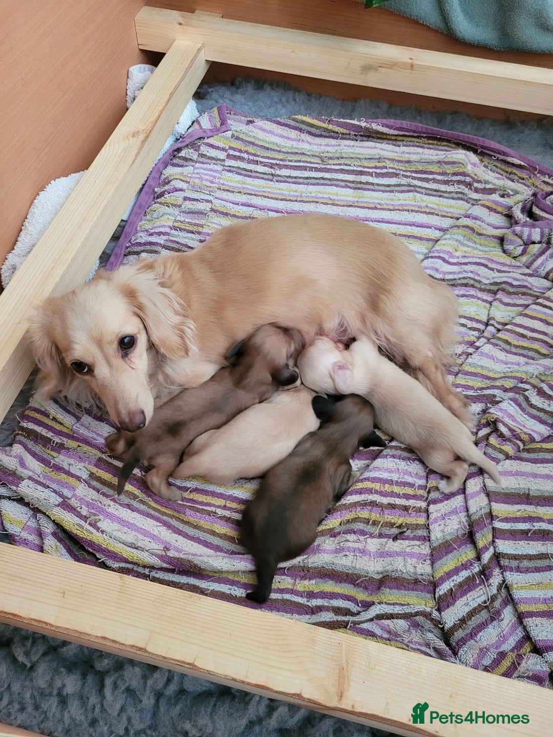 Miniature Dachshund dogs for sale: Beautiful kc long haired mini sausages - Image 13