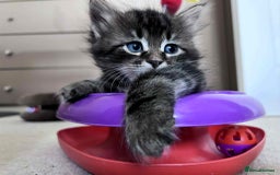 Siberian cats for sale: Beautiful purebred Siberian kittens-Hypoallergenic - Image 9