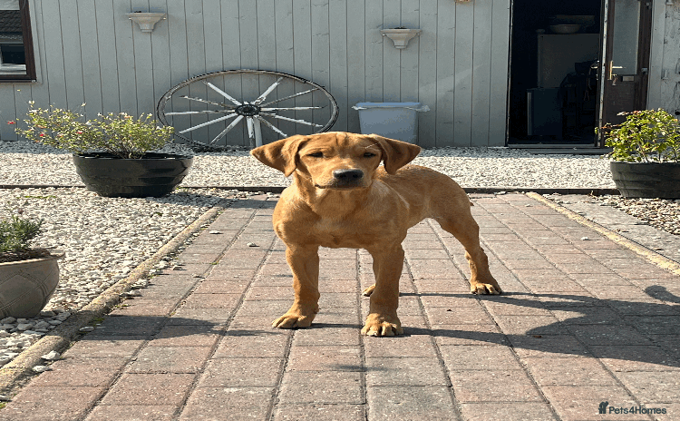 Labrador Retriever dogs - Advert 8