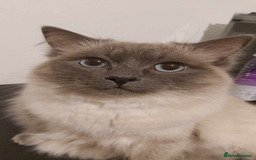 Ragdoll cats for sale: Ragdoll Kittens - Image 8