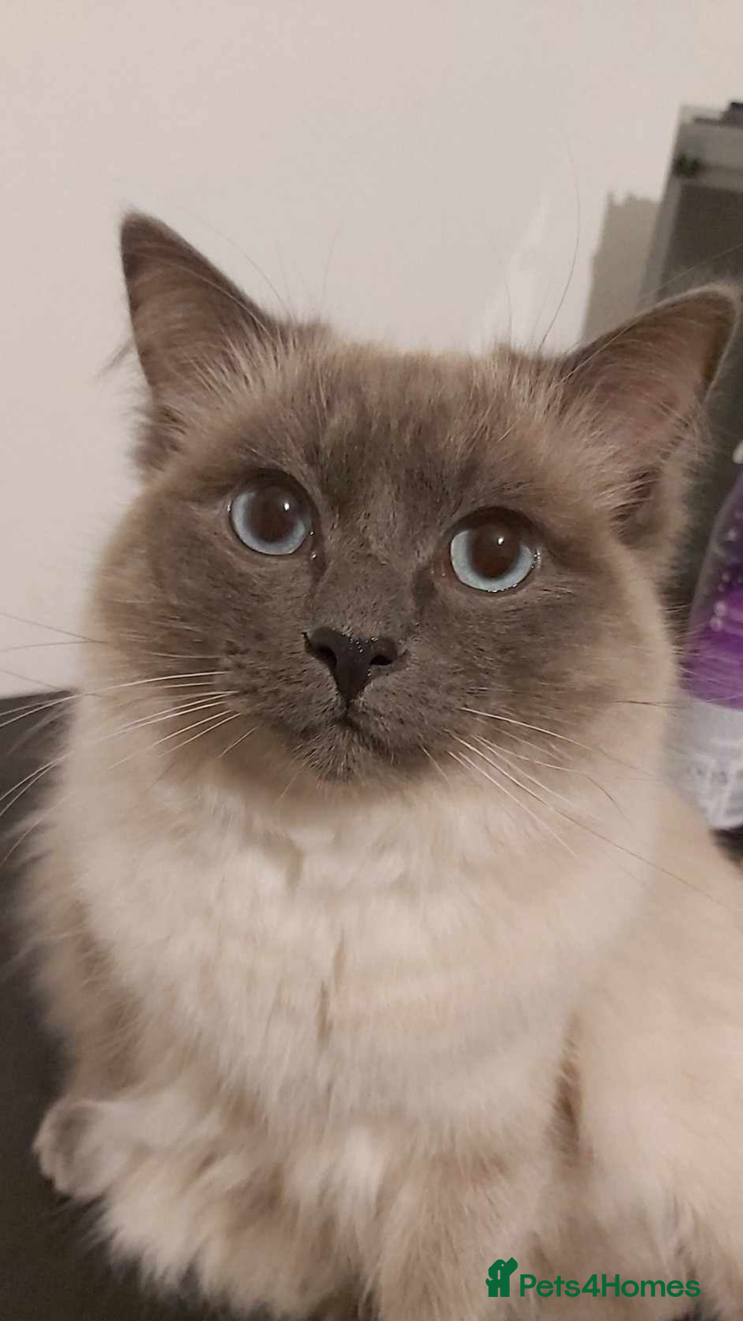 Ragdoll cats for sale: Ragdoll Kittens - Image 8