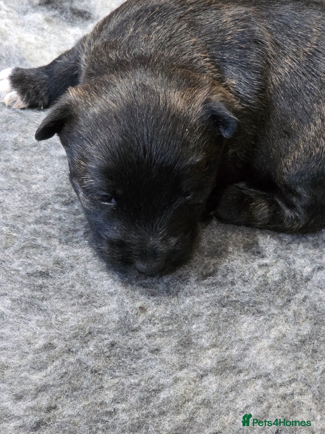 Mixed Breed dogs for sale: Scoland terriers  - Advert 1