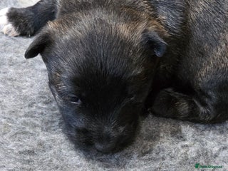 Mixed Breed dogs Scoland terriers - Advert 1