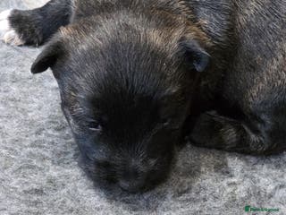 Mixed Breed dogs Scoland terriers - Advert 6