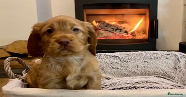 Cocker Spaniel dogs Exceptional KC Reg Working Cocker Spaniel Puppies - Advert 5