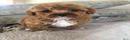 Cavapoochon dogs for sale: 🐾Kitty the cavapoo 🐾 - Advert 7