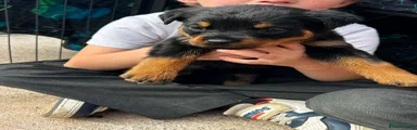 Rottweiler 7