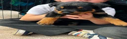 Rottweiler dogs for sale: Gorgeous Rottweiler puppies  - Advert 2