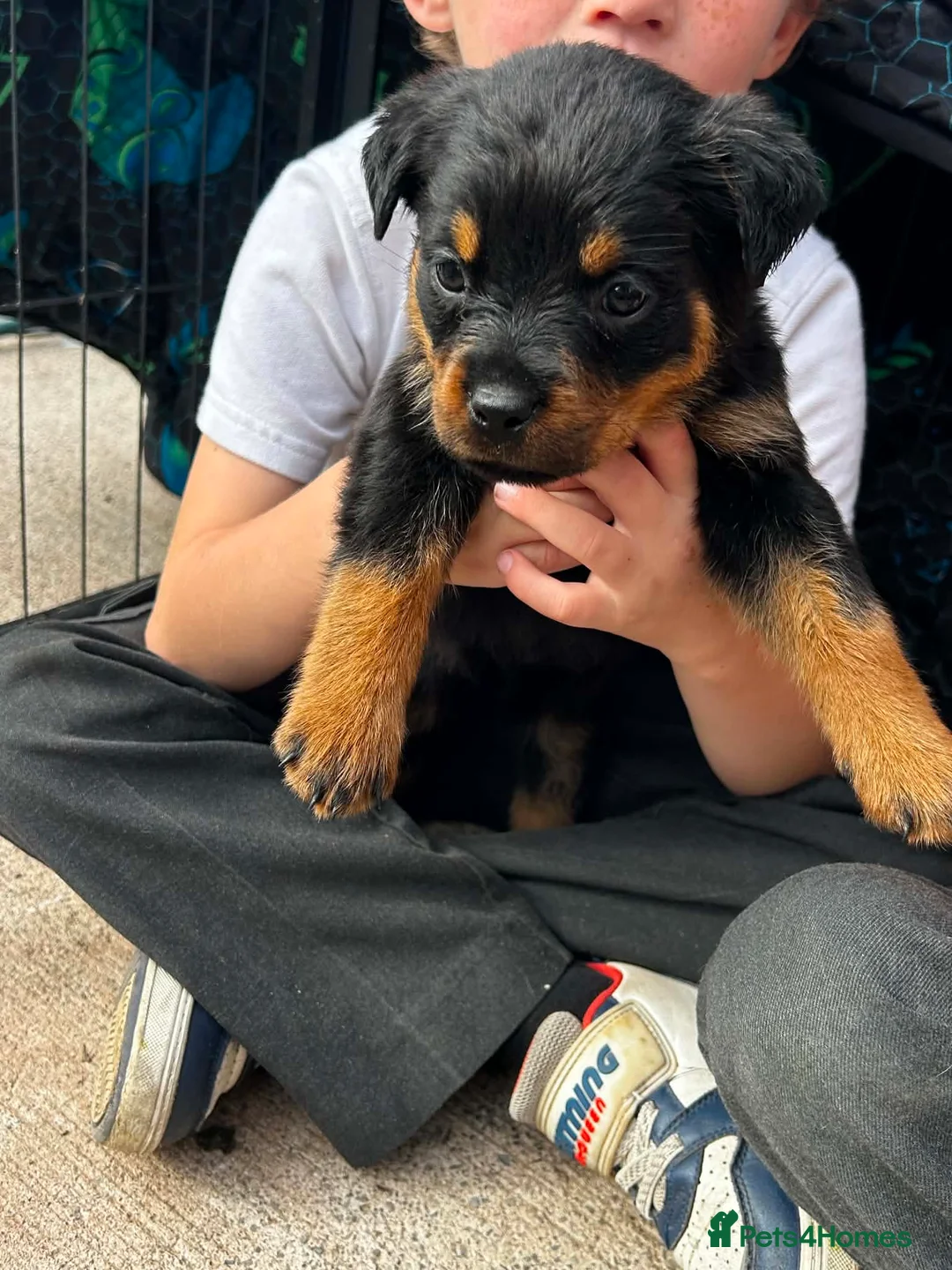 Rottweiler dogs for sale: Gorgeous Rottweiler puppies  - Advert 2