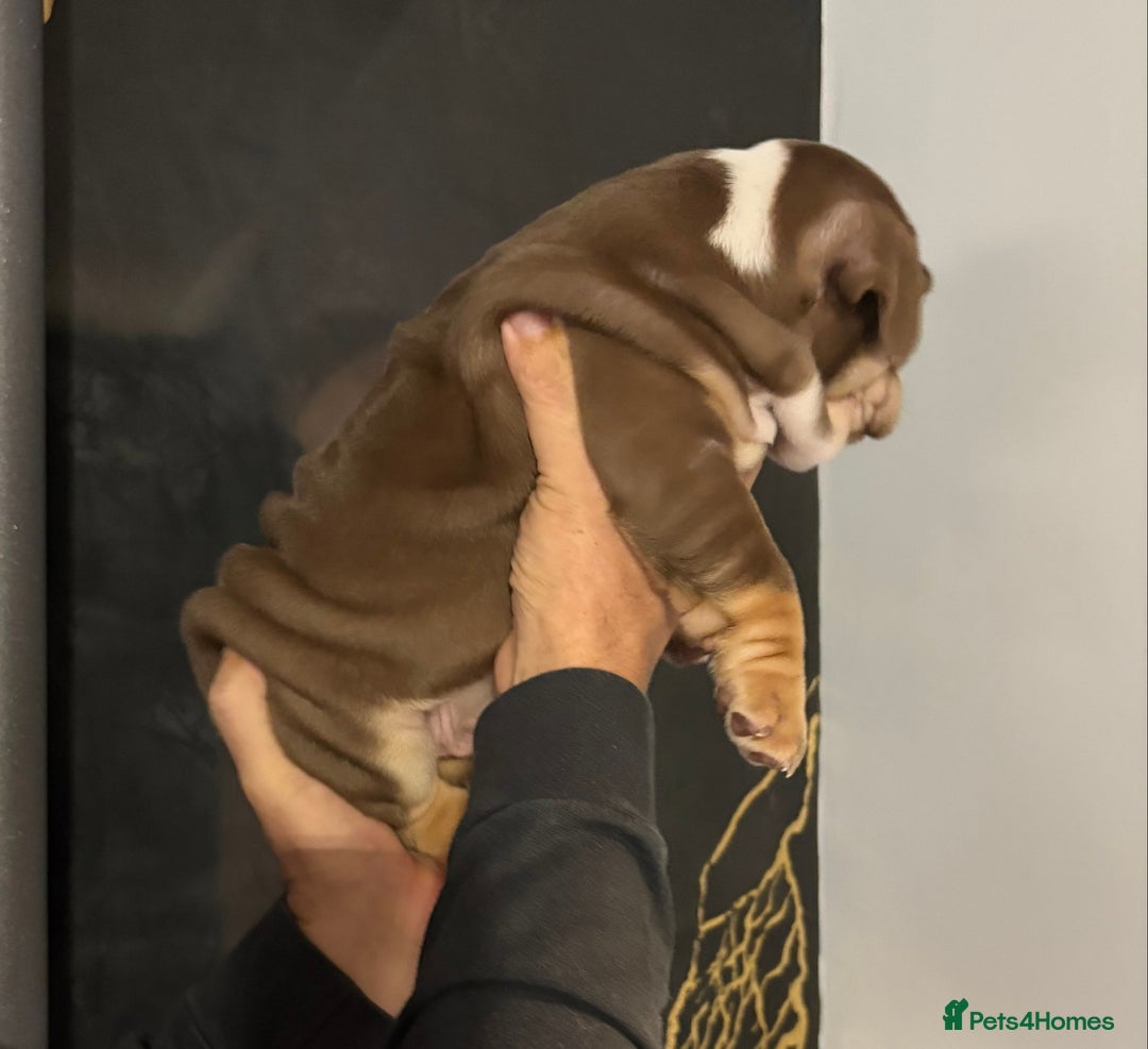 English Bulldog dogs for sale: English bulldog puppies  - Advert 22