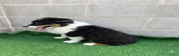 Australian Shepherd dogs for sale: Kc registered male Australian Shepherd Puppy - Advert 5