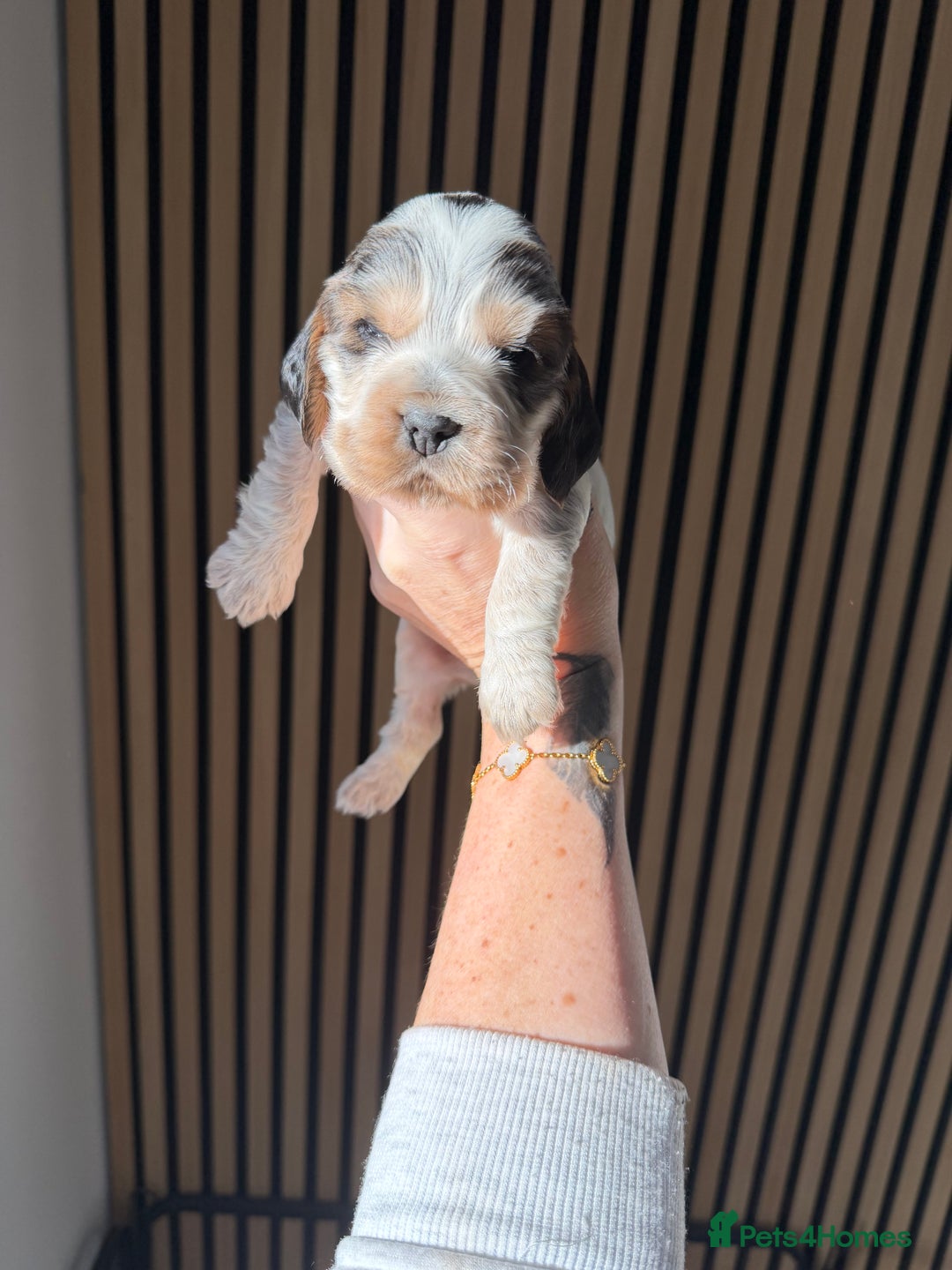 Cocker Spaniel dogs for sale: 🐶Rizi Bizi 🐶🐾 full pedigree show spaniels🐾  - Advert 23