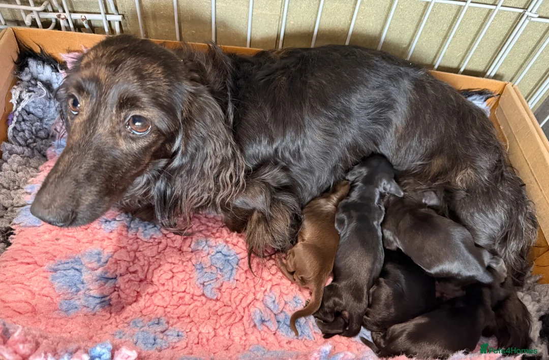 Miniature Dachshund dogs for sale: KC Registered Miniature Dachshunds at Westfena  - Advert 10