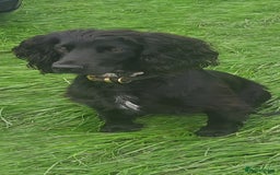 Cocker Spaniel dogs for sale: FTCH, KC REG working cocker pups - Image 24