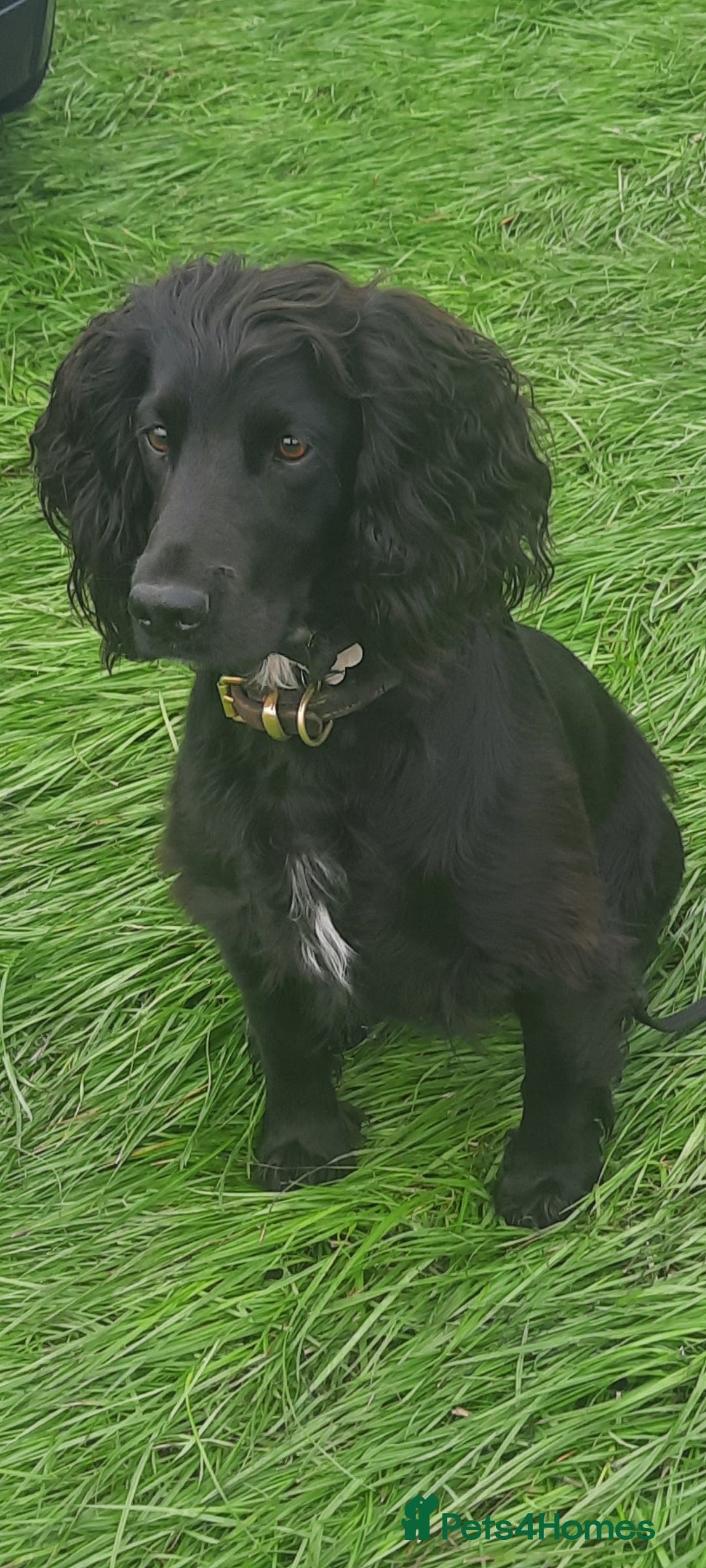 Cocker Spaniel dogs for sale: FTCH, KC REG working cocker pups - Image 24